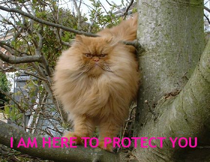 protect cat