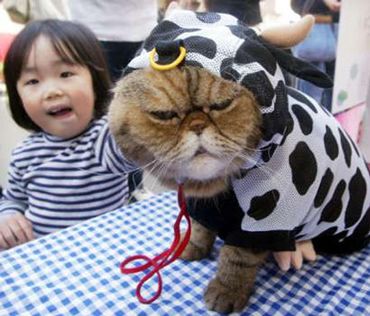 Cat in a Cow Outfit