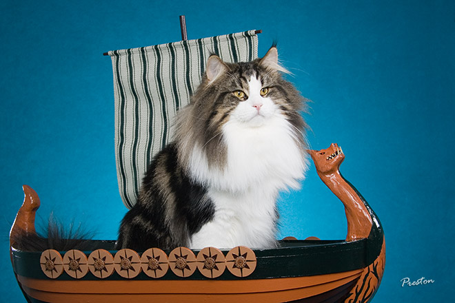 Image result for viking cat