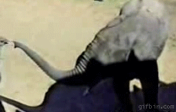 elephant vs ostrich