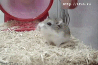 hamster spin