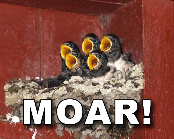 moar_birds.jpg