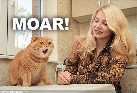moar_cat2.jpg