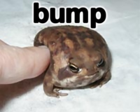 [Image: frog_bump.jpg]