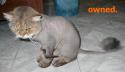 owned-cat shaved
