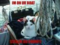 boat cat