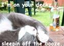 booze cat