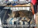 closet cat