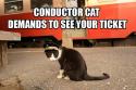 conductor cat