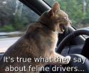 driver cat