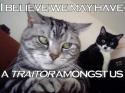 traitor cat