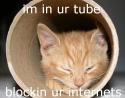 tube cat