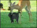 Deer grooms cat
