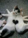 heart kittens
