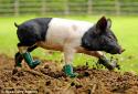 Pig  in Boots