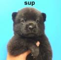 sup puppy bear