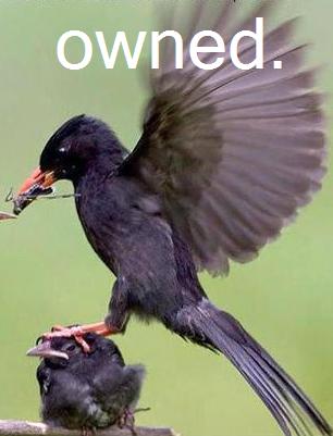 Owned Bird
