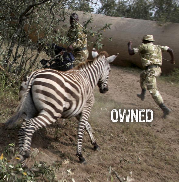 Zebra ownage