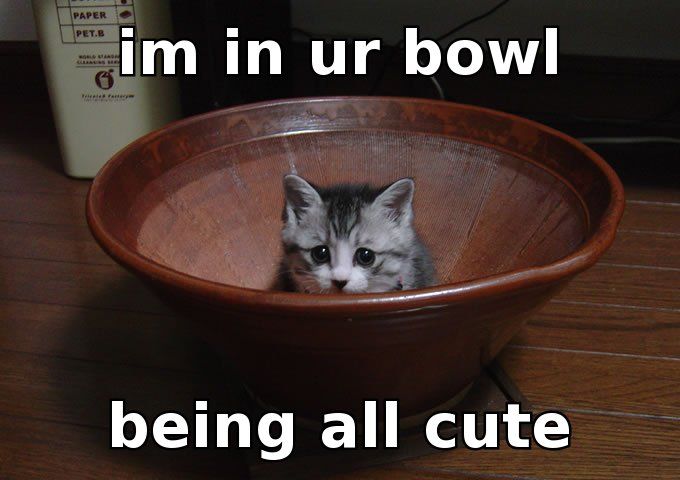 bowl cat