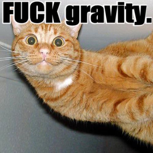gravity cat