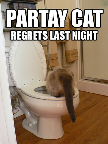partay cat