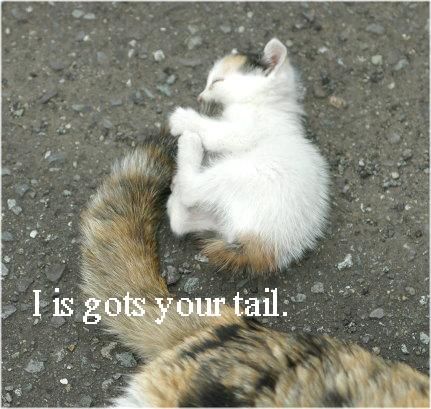 tail cat