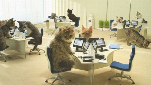 Office Kittens