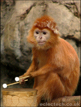 Monkey drummer