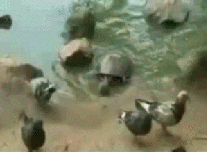 Murder Turtle