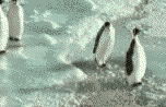 penguins remixed