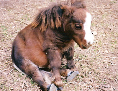 LIttle Pony