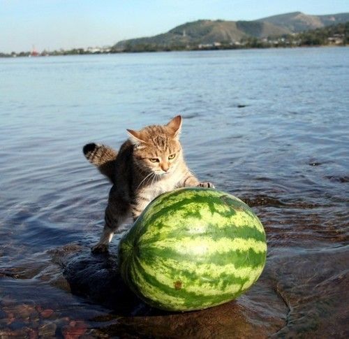 Cat and Watermelon