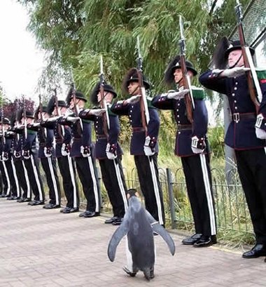March of the Penguin