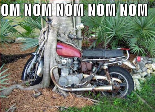 tree nom bike