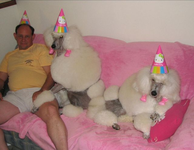 Partying with Poodles
