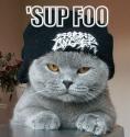 supfoo cat