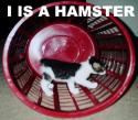 I is a hamster