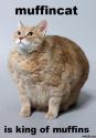 Muffin Cat