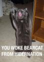 bear cat