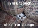 couch cat