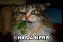 I has a Herb