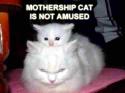 mothershipcat