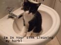 sink cat