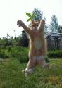 Awesome Cat