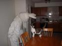 Easter Bunny and Cat