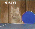 cat ping pong