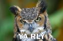 owl yarly