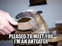 poliite anteater