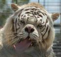 ugly tiger