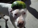 Melon dog is not amused